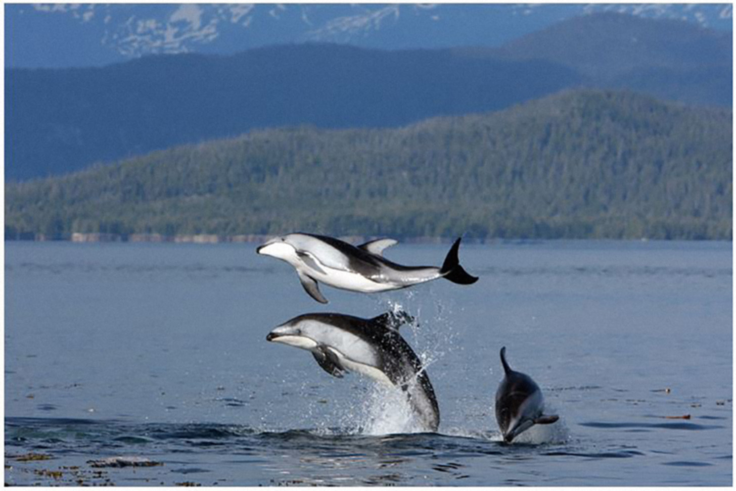 This is an image of Pacific white-sided dolphins.
